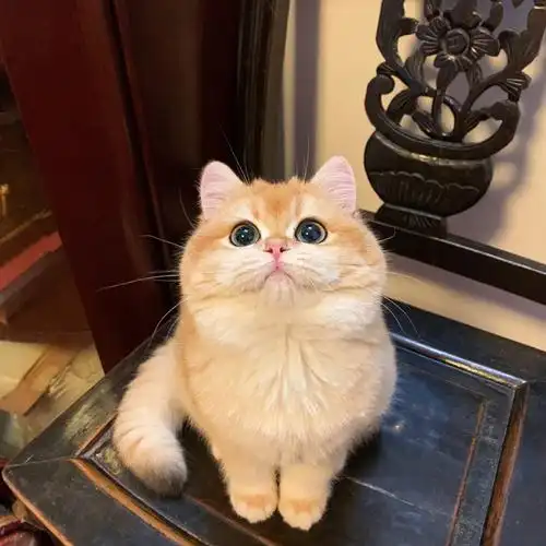 ny12色金渐层幼猫纯种11色25色矮脚英短小型金渐层英国短毛猫批发