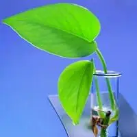 微信小草萌芽头像 顽强小草破土而出头像图片【点击鼠标右键下载】