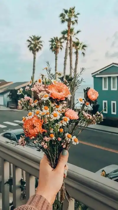 小清新ins壁纸植物