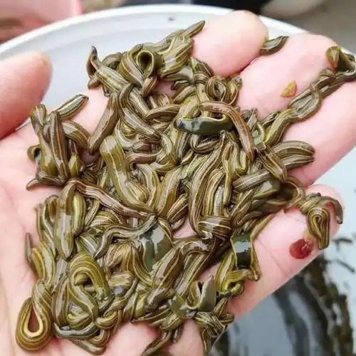 水蛭蚂蟥苗卵茧幼苗水蛭苗蚂蟥苗常年回收成品