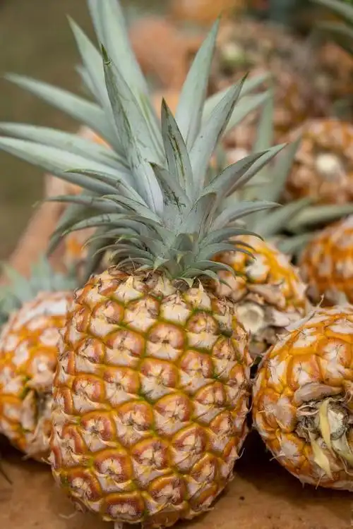 菠萝与什么食物相克