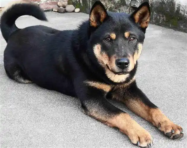 狗狗求鉴定 四五个月大,四眼,站立时后退有点o行腿!