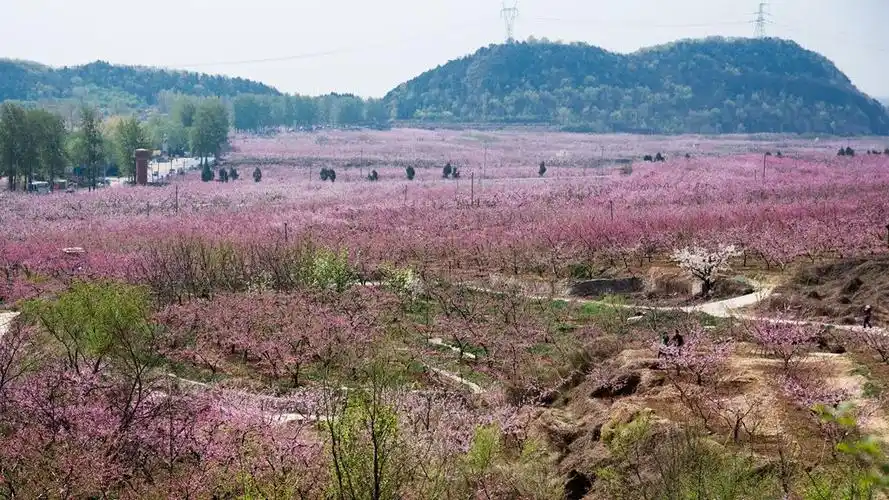 平谷桃花海