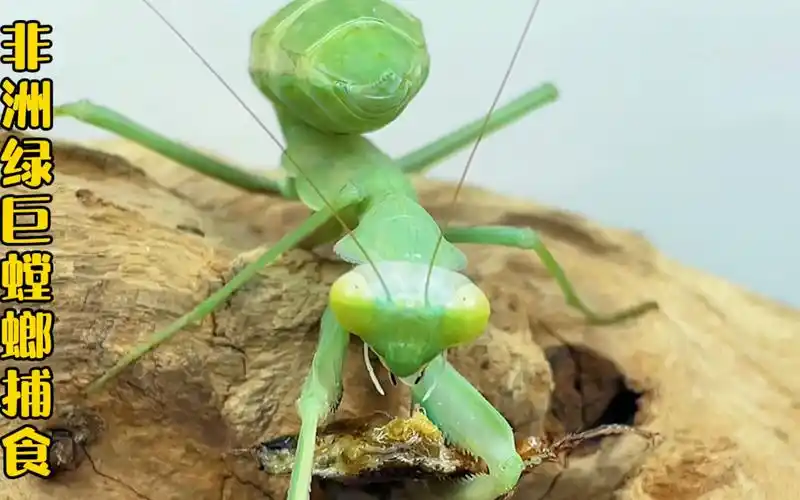活动作品非洲绿巨螳螂捕食巨型杜比亚绿巨螳螂喂食