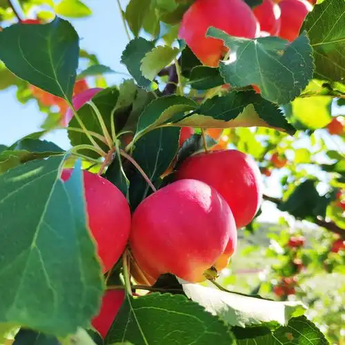 春光岛 东北k9沙果新鲜现摘现发小沙果5斤新鲜水果糖心123小苹果海棠