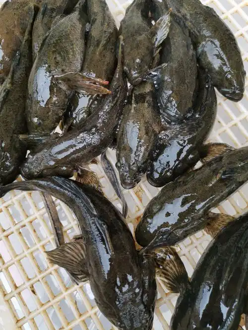 [沙塘鳢批发]沙塘鳢本地淡水土布鱼呆子鱼虎头鲨价格50.