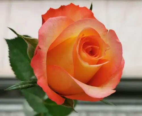 825我的心语心情:金辉玫瑰