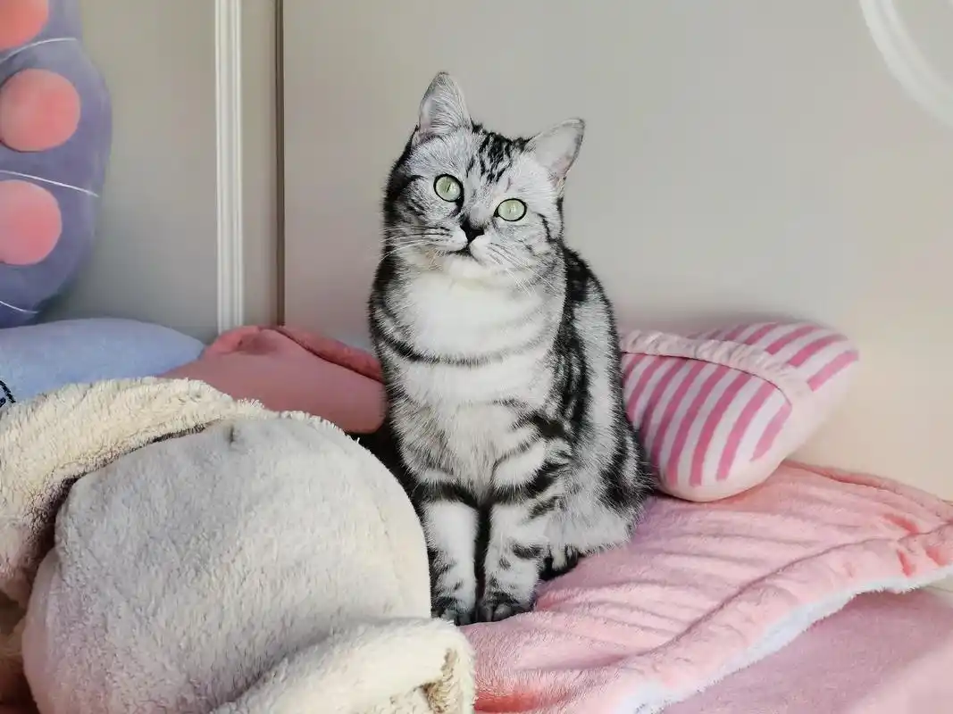 亮个相吧小宝贝英短蓝白和美短虎斑的崽崽丑萌可爱