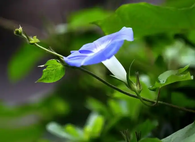 牵牛花一般在春天播种,夏秋开花,其品种很多,花的颜色有蓝,绯红,桃红