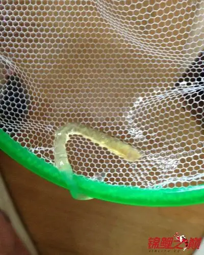 鱼便的问题 - 锦鲤学堂 - 龙巅锦鲤鱼