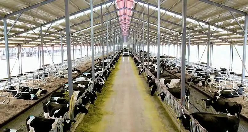 云端牧场的牛舍内景.