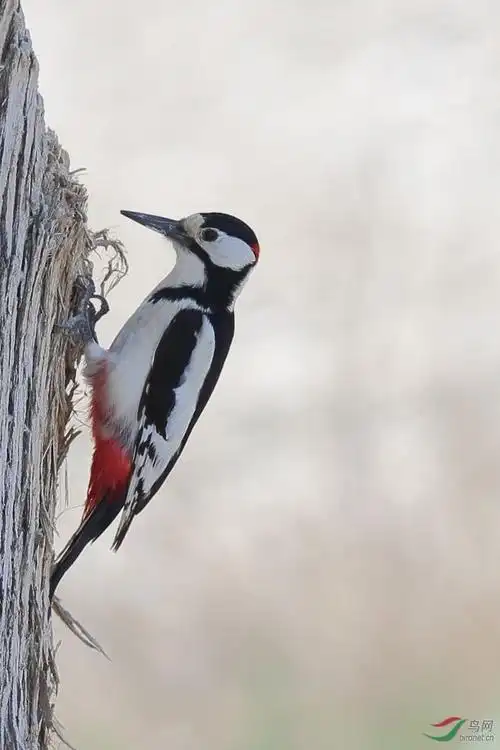 白翅啄木鸟:鸟纲,国家三级保护动物.