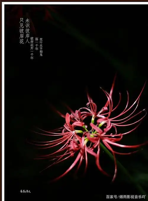 "无尽的爱情,死亡的预兆,地狱的召唤"——彼岸花