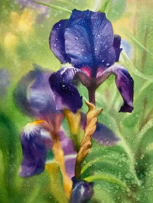 水彩植物花卉鸢尾花附步骤图