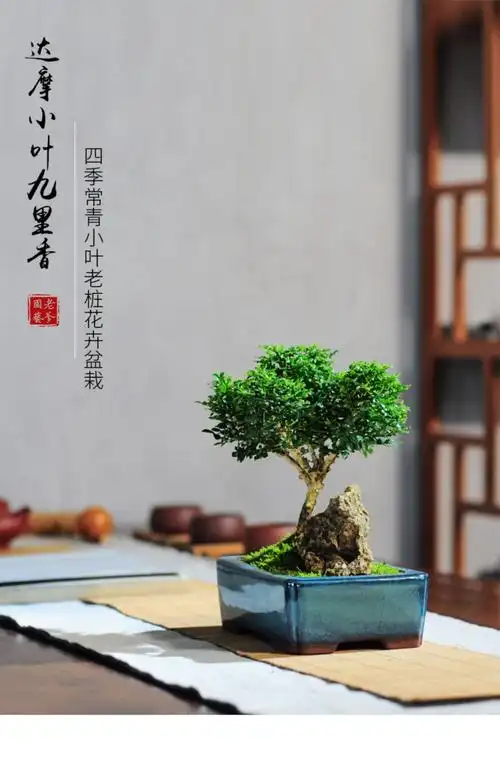 小叶九里香老桩花卉桌面窗台小盆栽驱蚊四季常青室内绿植盆景树苗超大