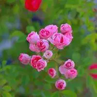 2020微信头像蔷薇花【点击鼠标右键下载】