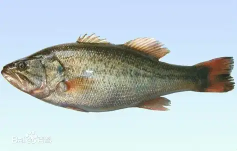 淡水鲈鱼