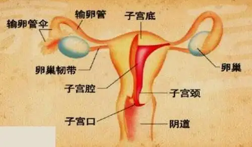 卵巢癌70%不易发现,发现时是晚期:腹部肿块要注意