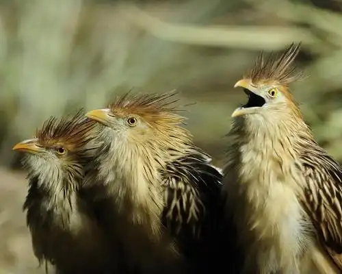 这是一种幼年时期长有翼爪,像牛一样消化食物的鸟