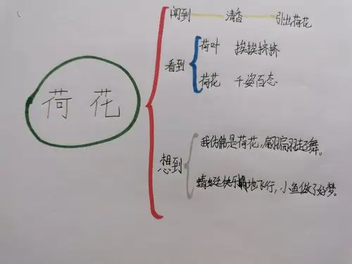 荷花——三(3)班思维导图展