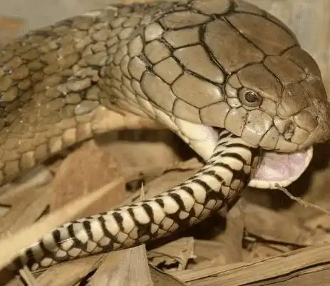 眼镜王蛇是毒蛇之王,最喜欢吃蛇,那么它到底有多大?