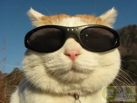 求一张带墨镜的猫的头像 类似这种