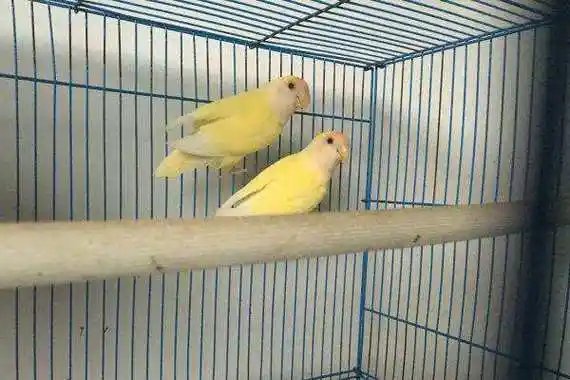 蓝太平洋鹦鹉的缺点 太平洋鹦鹉缺点