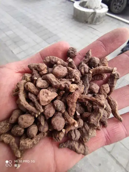 青藏高原特产人参果