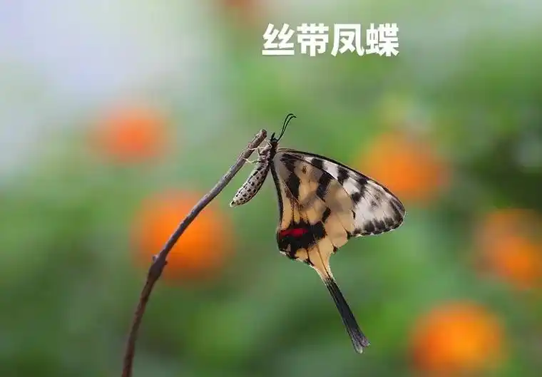 蝴蝶摄影22:丝带凤蝶,珍稀蝶类,其幼虫的食料为马兜铃,随着 - 抖音