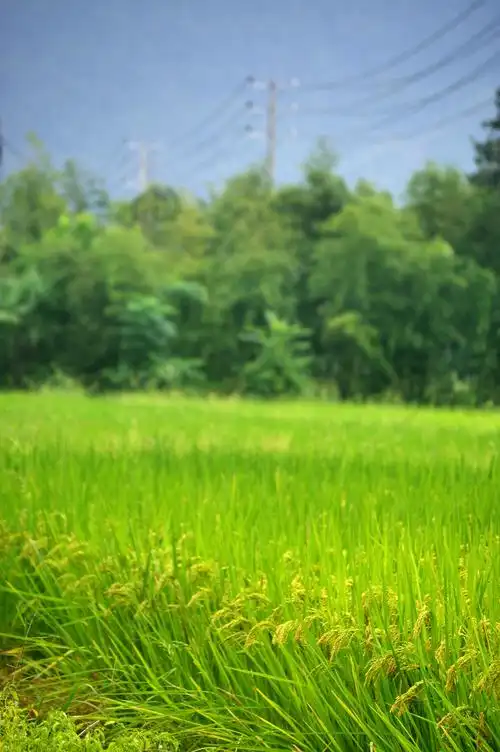 稻田还是一片绿色,谷粒稍微有一点点的黄,丰收在望.