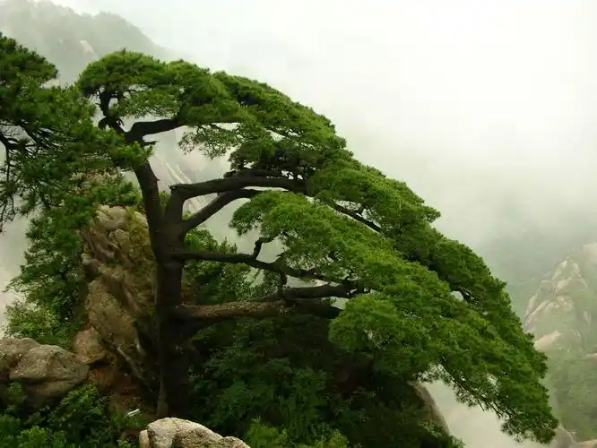 青松 - znx123000 - 心语小院