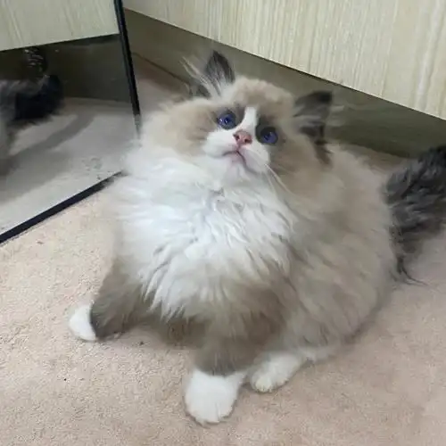 海双蓝双布偶弟弟崽1399