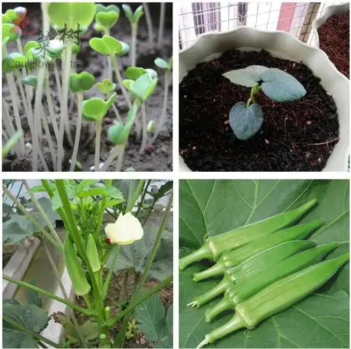秋季播黄秋葵蔬菜种子四季阳台种菜苗室内盆栽食用植物青菜果蔬籽