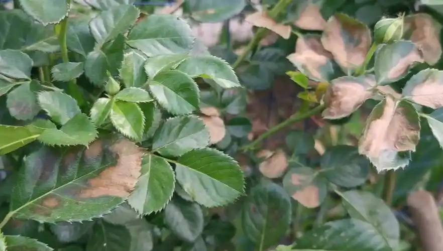 月季叶片枯表现黄症状不同,仔细回想观察,不需求人也能找到原因_哔哩