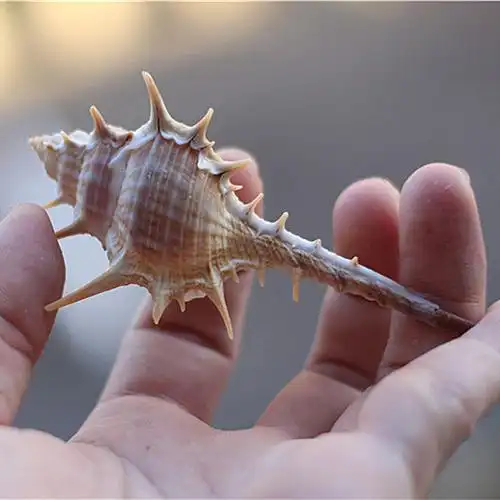 热卖天然海螺贝壳刺螺女巫骨螺拍摄道具地台海螺