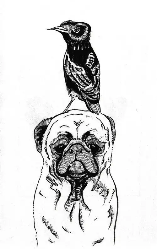 一步一步教我简笔画八哥