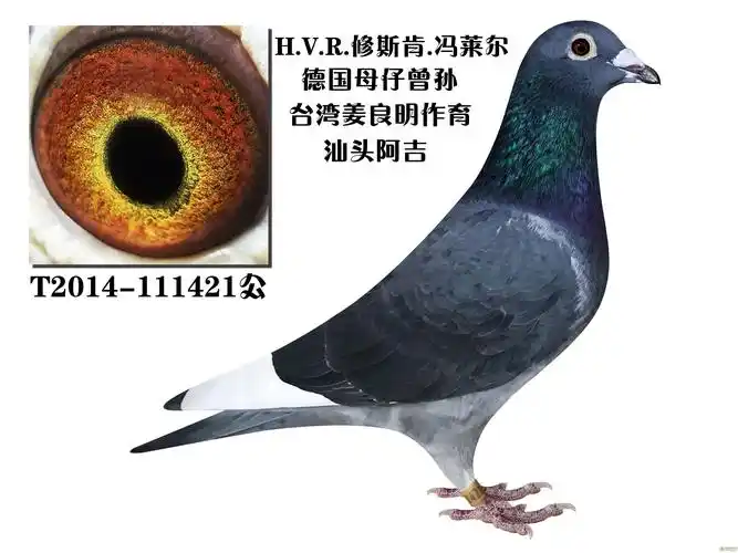 相册hvr修斯肯冯莱尔