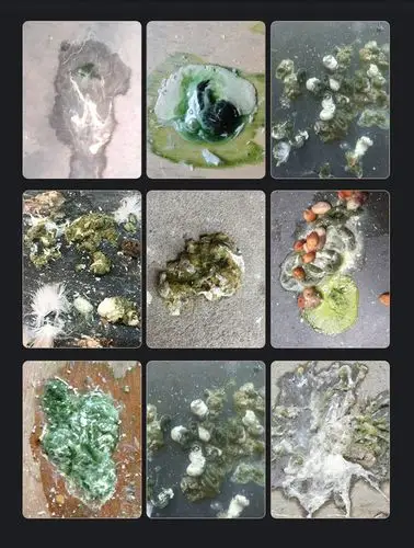 【百益活菌】沙门氏菌/大肠杆菌/肠炎/鸽子拉稀(德国汉诺威)