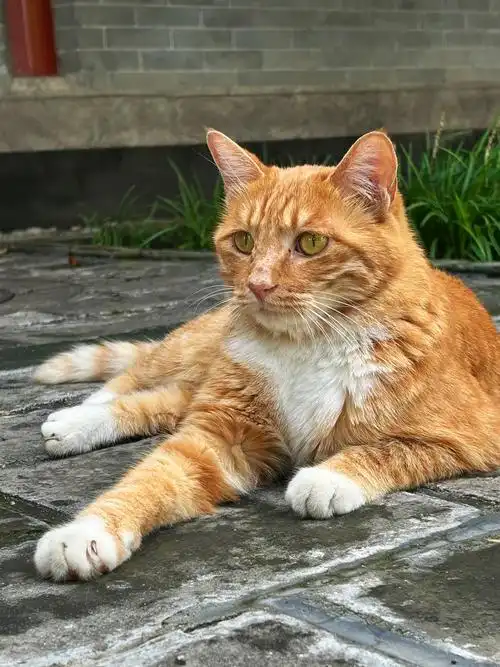 一只猫的盛世美颜