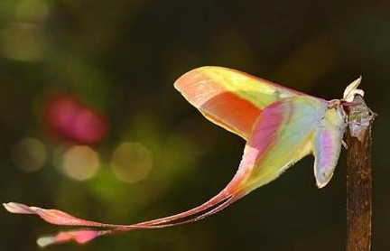 天使长尾天蚕蛾:长有仙气满满的长尾巴,堪称蛾界小仙女