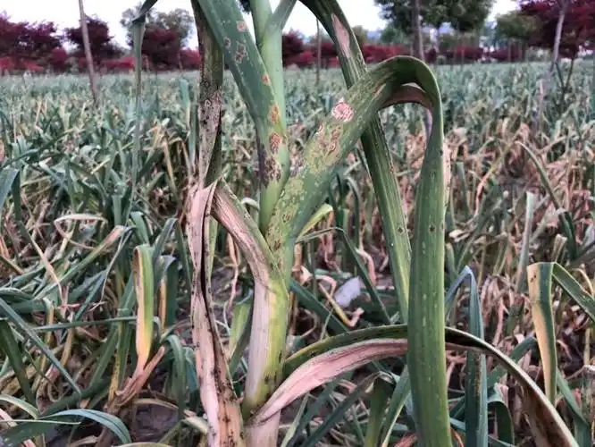 老师今年大蒜的锈病特别严重有什么好的方法预防治疗么