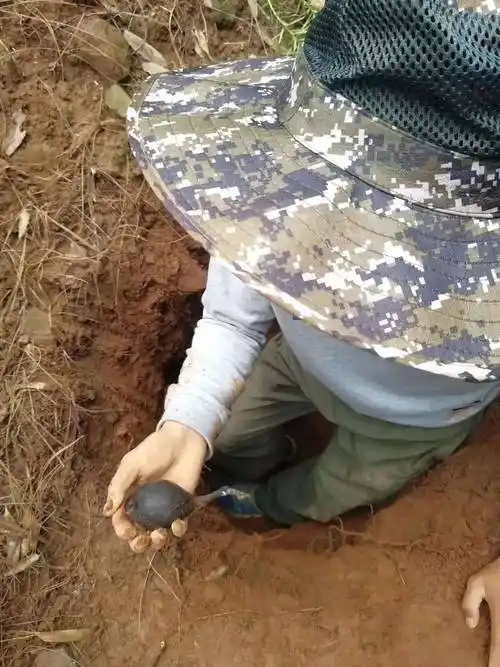 原创长在白蚁窝里的菌子赶紧认识下价值十分珍贵市场千元一斤