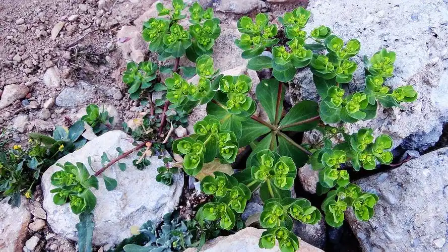 农村的"马虎眼草"富含乳浆,剧毒,却是癌症克星