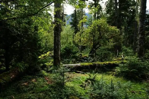 中国最大的原始森林西藏原始森林达717万公顷