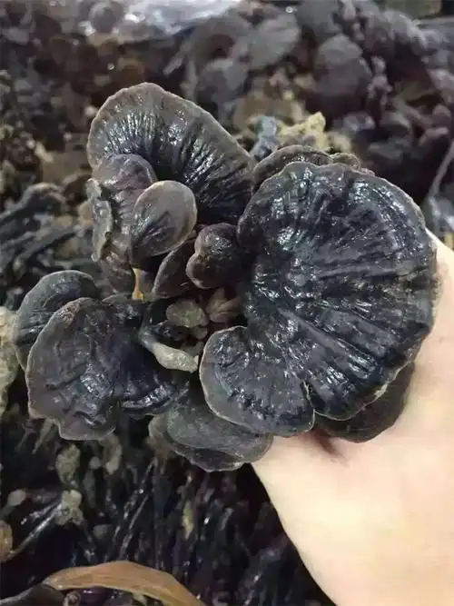 竹灵芝 产地直销 海南 野生长腿灵芝 灵芝 批发竹灵芝 赤灵芝