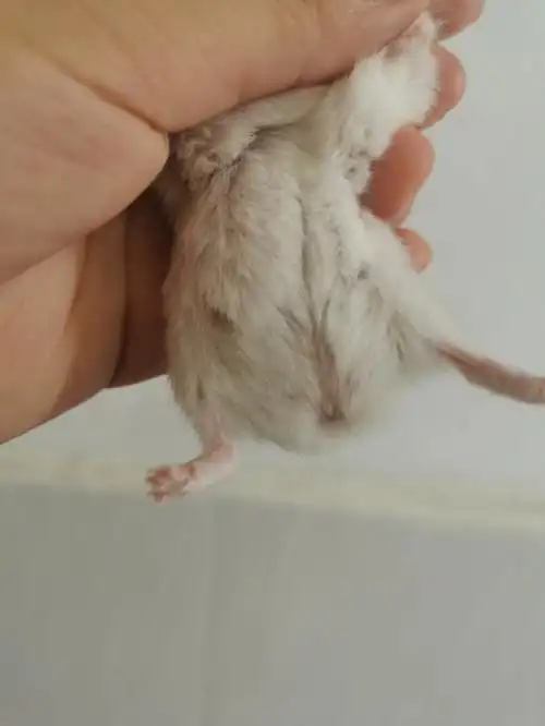 有没有有经验的朋友帮我看看我家小仓鼠有没有怀孕呀#仓鼠  #仓鼠怀孕