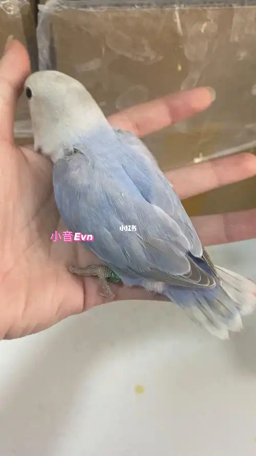 蓝熏快断奶的一小只