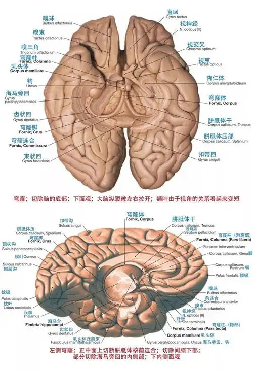 解剖颅脑断层解剖图谱标注到位值得收藏