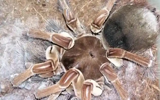 亚马逊巨人捕鸟蛛vs巴西所罗门捕鸟蛛