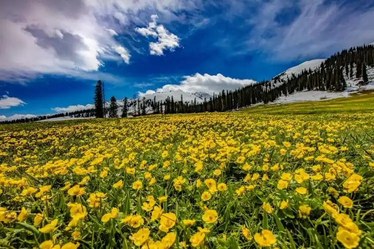 地道好酒 | 夏至,我们那拉提见!